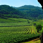 Colli Berici DOC vigne da albero