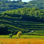 Colli Berici DOC vigne e colli