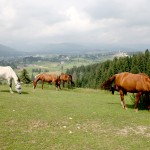 cavalli e asiago