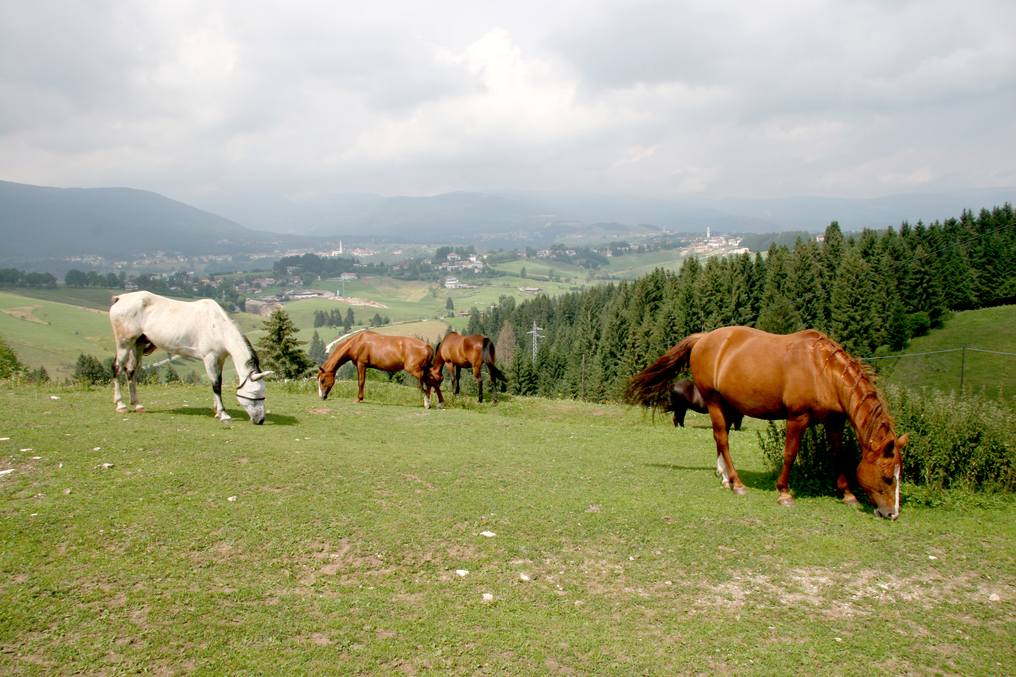 cavalli e asiago