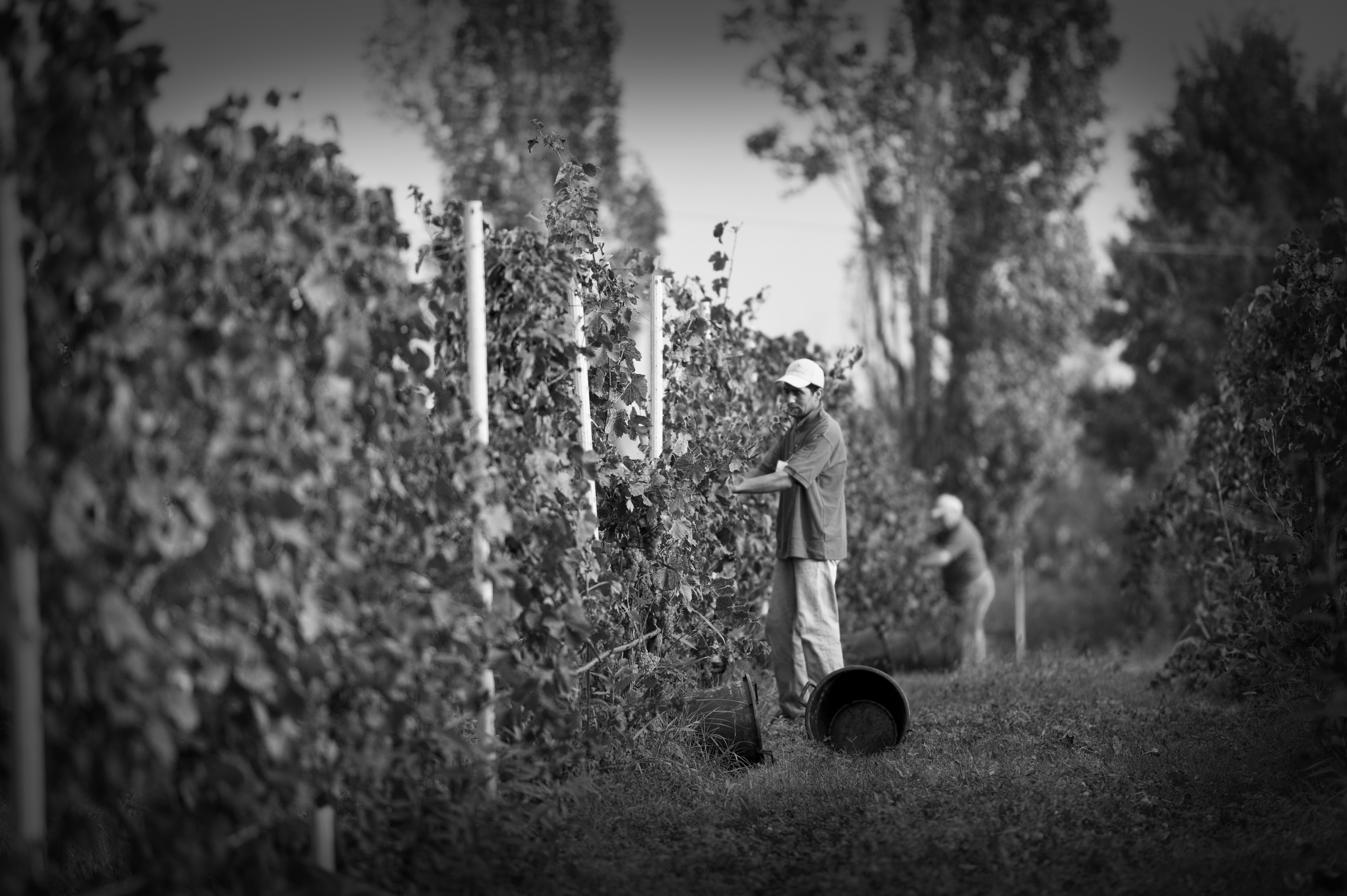 _DSC7414 copia