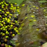 Cooperativa San Felice | Lavaggio olive