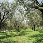 Olivi 2