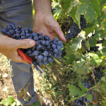 la-stoppa-mano-vendemmia