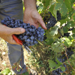 la-stoppa-mano-vendemmia