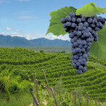 1_uva_montello