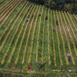 Gravner vendemmia foto A.Barsanti