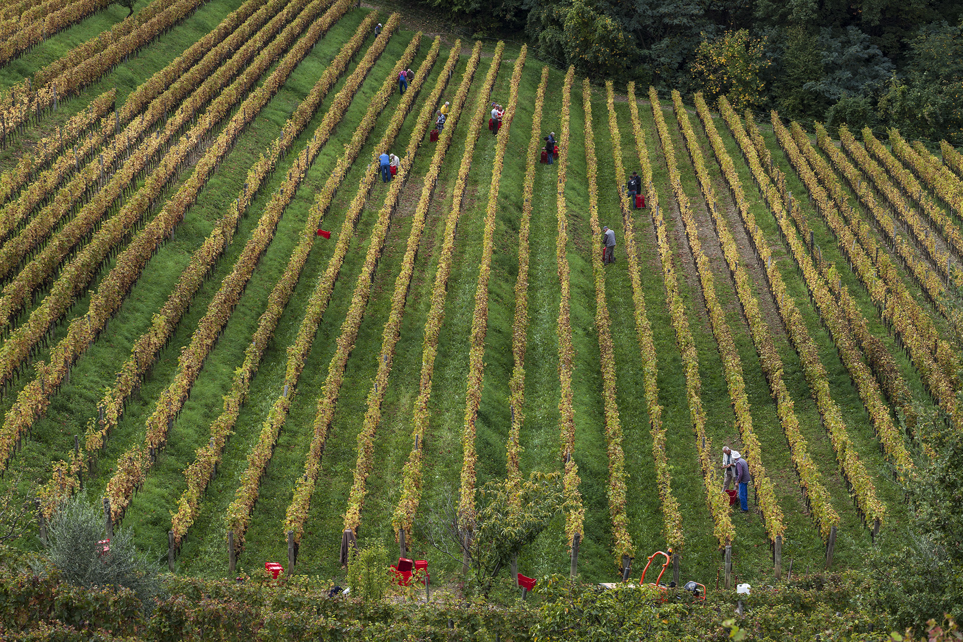 Gravner vendemmia foto A.Barsanti