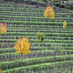 Gravner vigneto Hum foto A.Barsanti