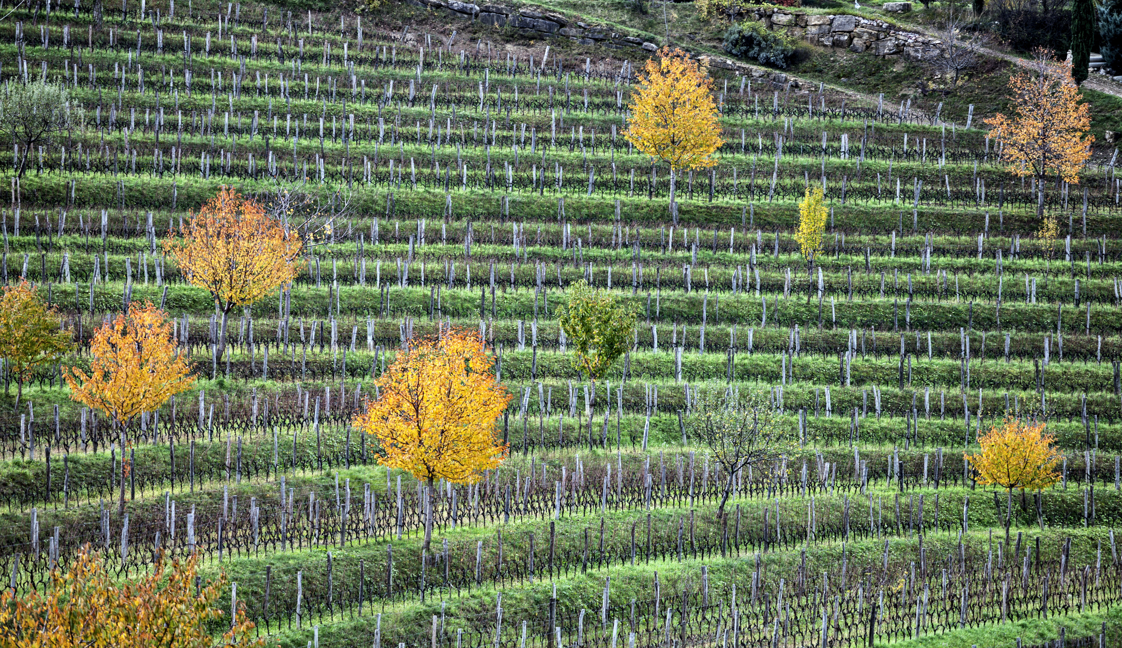 Gravner vigneto Hum foto A.Barsanti