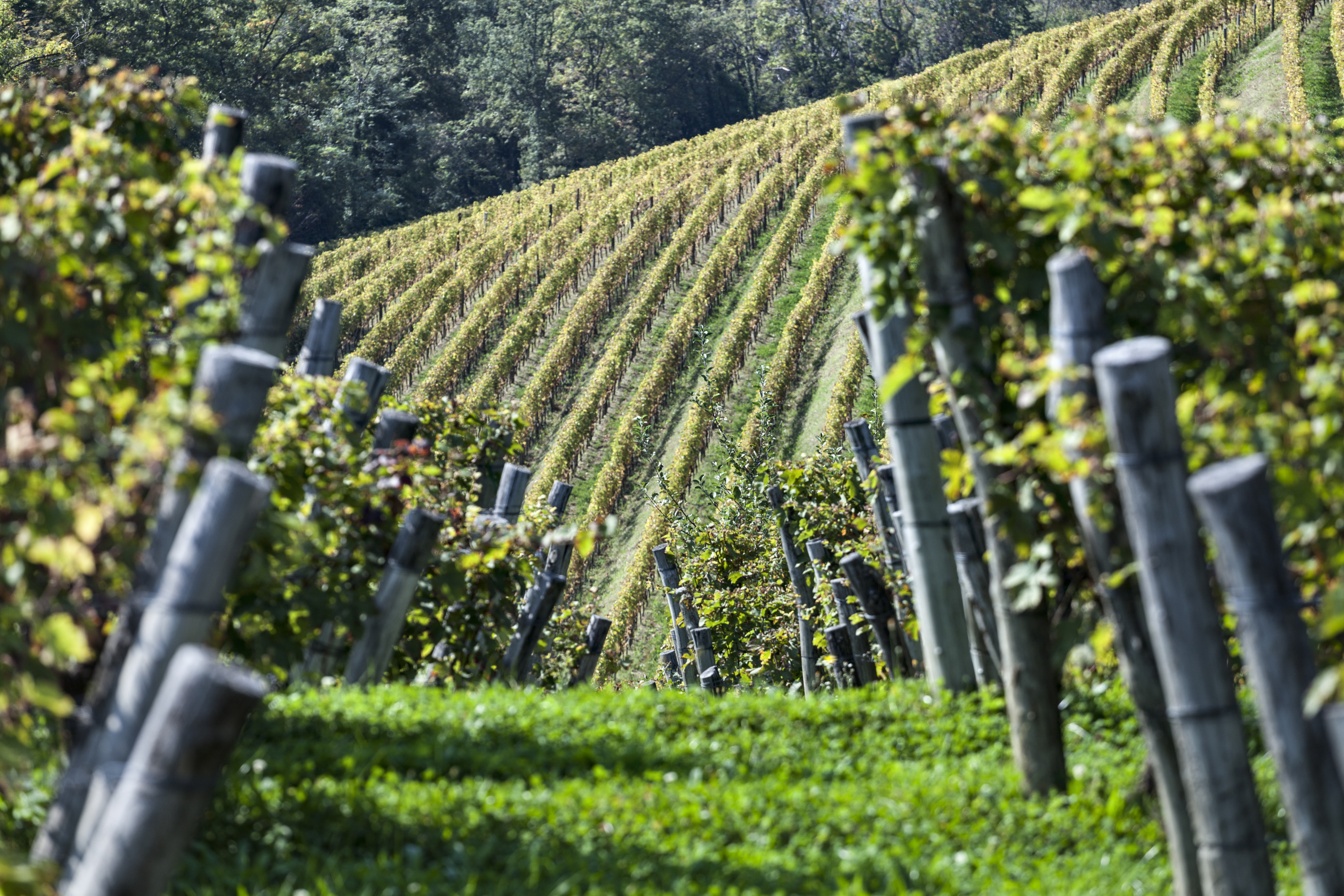 Gravner vigneto Runk 2 foto A.Barsanti