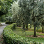 Camminata tra gli Ulivi-12_012
