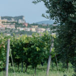 Camminata tra gli Ulivi-7_007