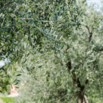 Camminata tra gli Ulivi_001