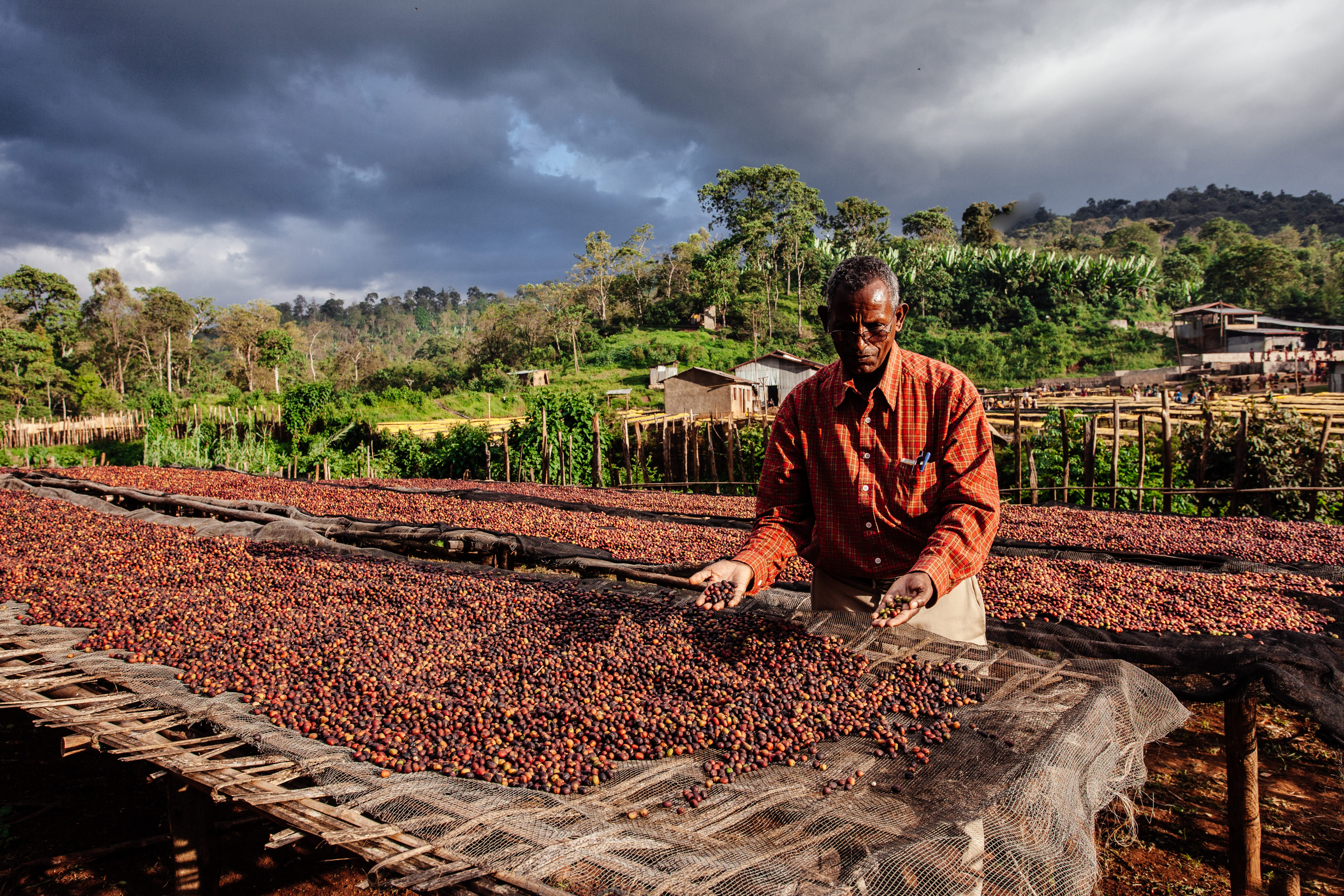 Piantagione Etiopia - Foto Carlo Fantinelli