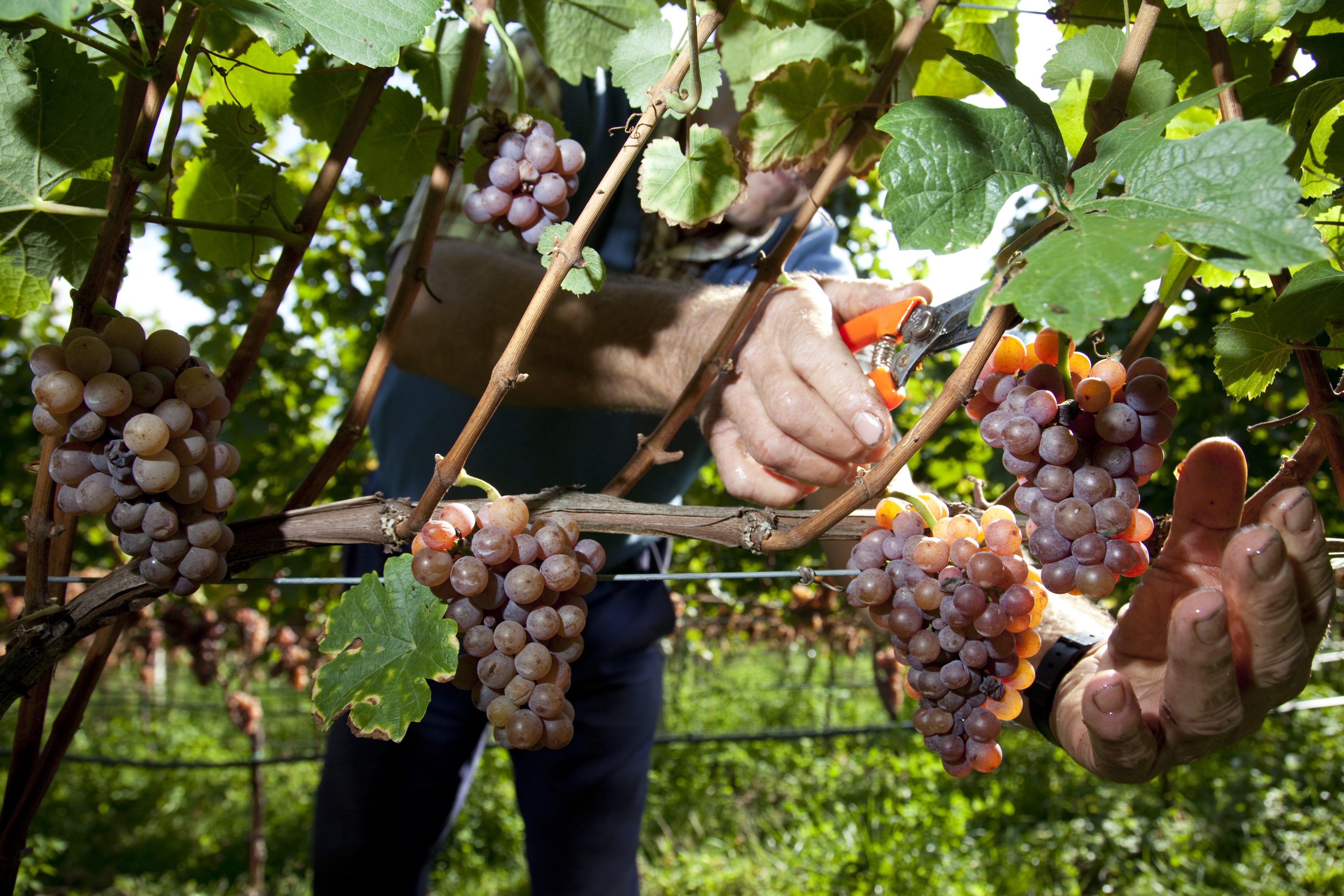 Cantina Tramin - Harvest ©Yoshiko Kusano/EQ Images