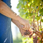 Cantina Tramin - Harvest