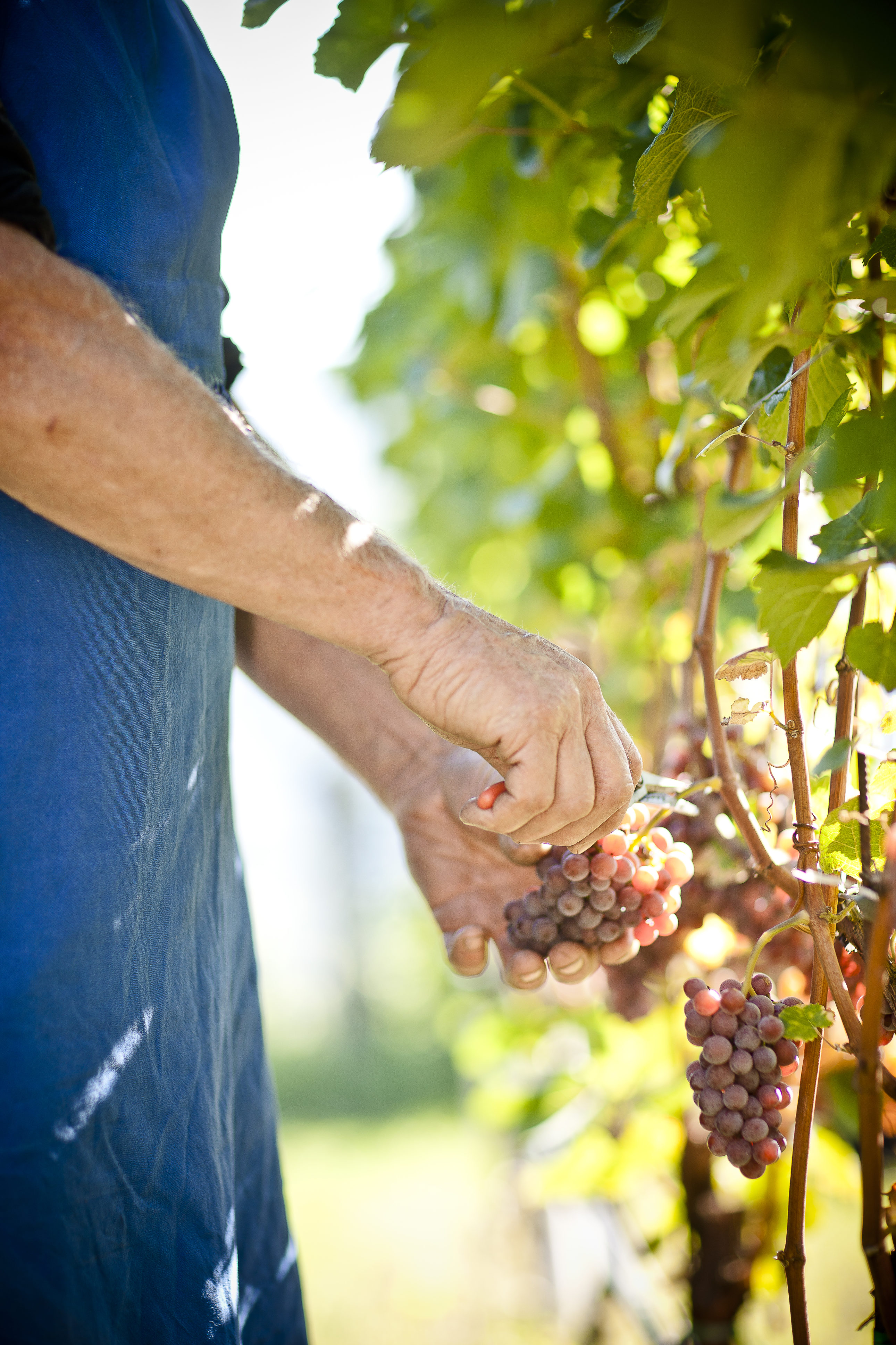 Cantina Tramin - Harvest