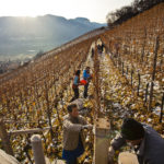 tramin_vineyards01_florianandergassen