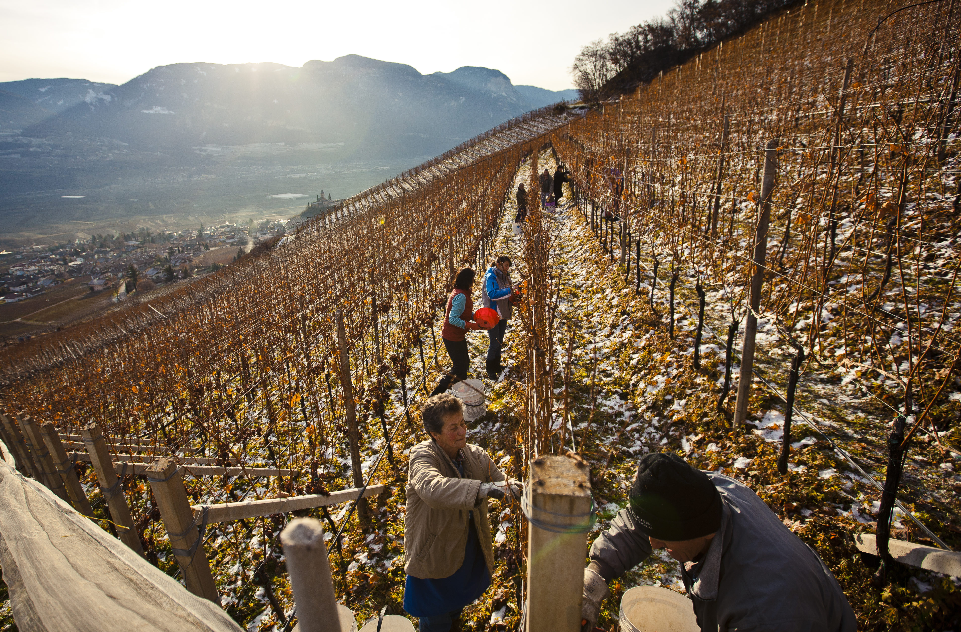 tramin_vineyards01_florianandergassen