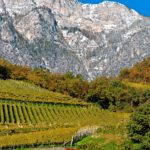 tramin_vineyards04_florianandergassen