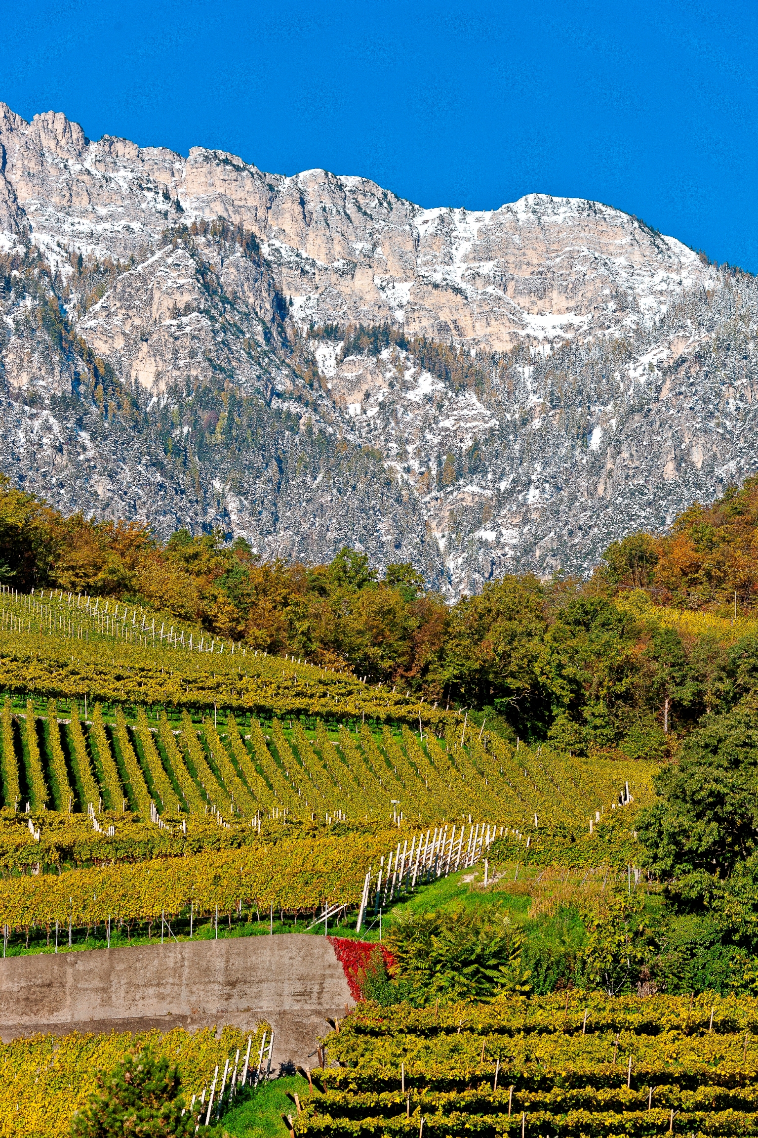 tramin_vineyards04_florianandergassen