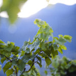 tramin_vineyards12_florianandergassen