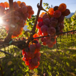 Cantina Tramin - Grapes