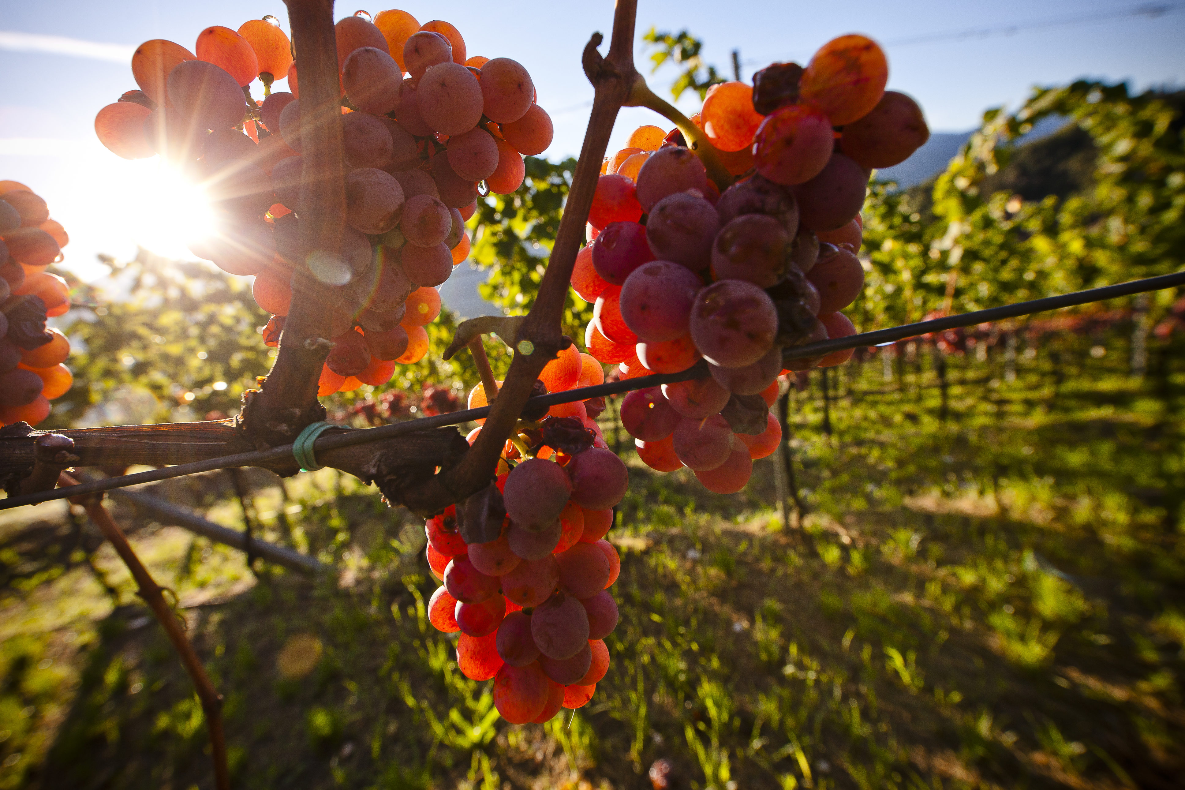 Cantina Tramin - Grapes