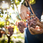 Cantina Tramin - Harvest