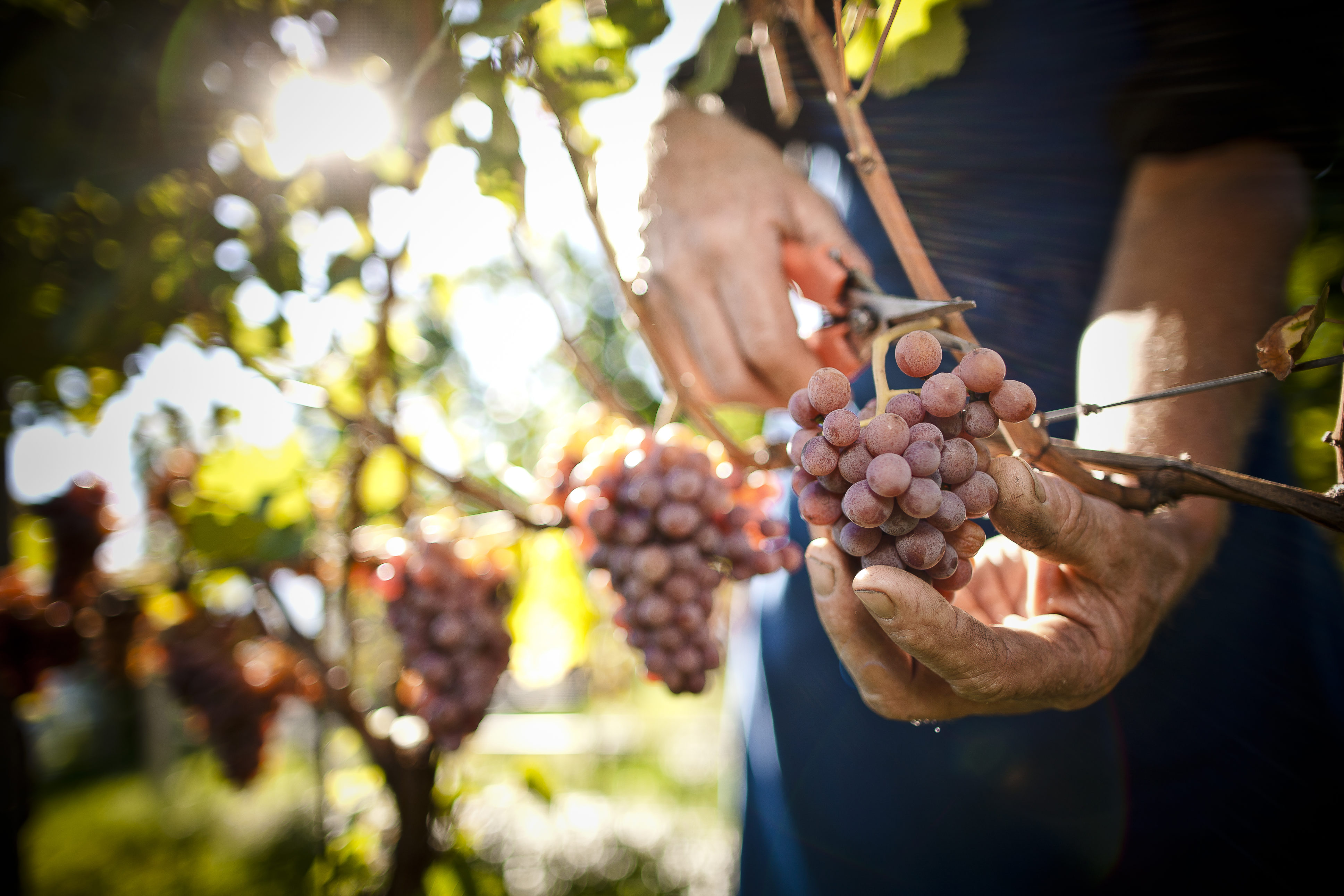 Cantina Tramin - Harvest