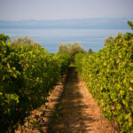 Bardolino - vigneti vista lago a Lazise