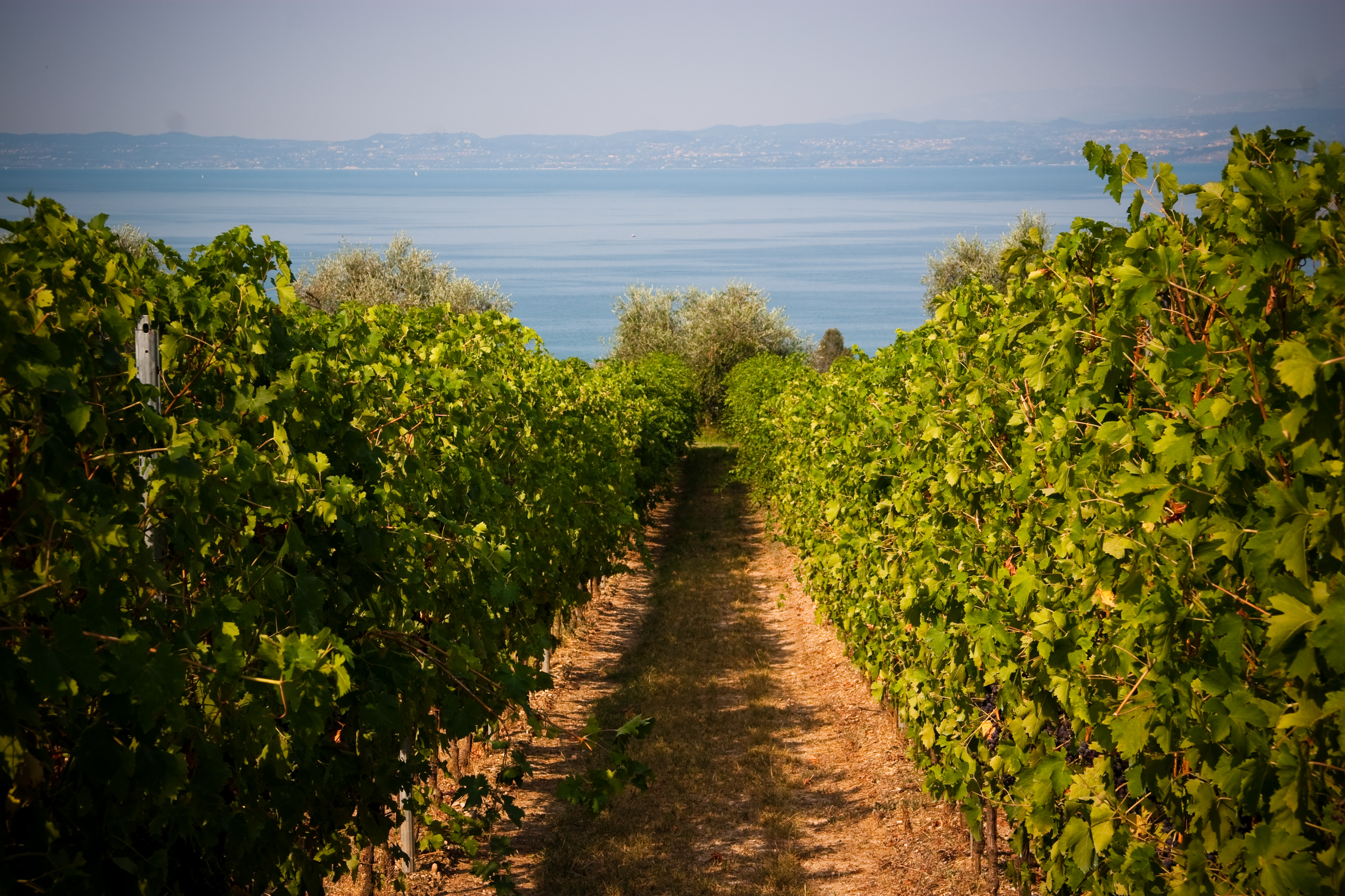 Bardolino - vigneti vista lago a Lazise