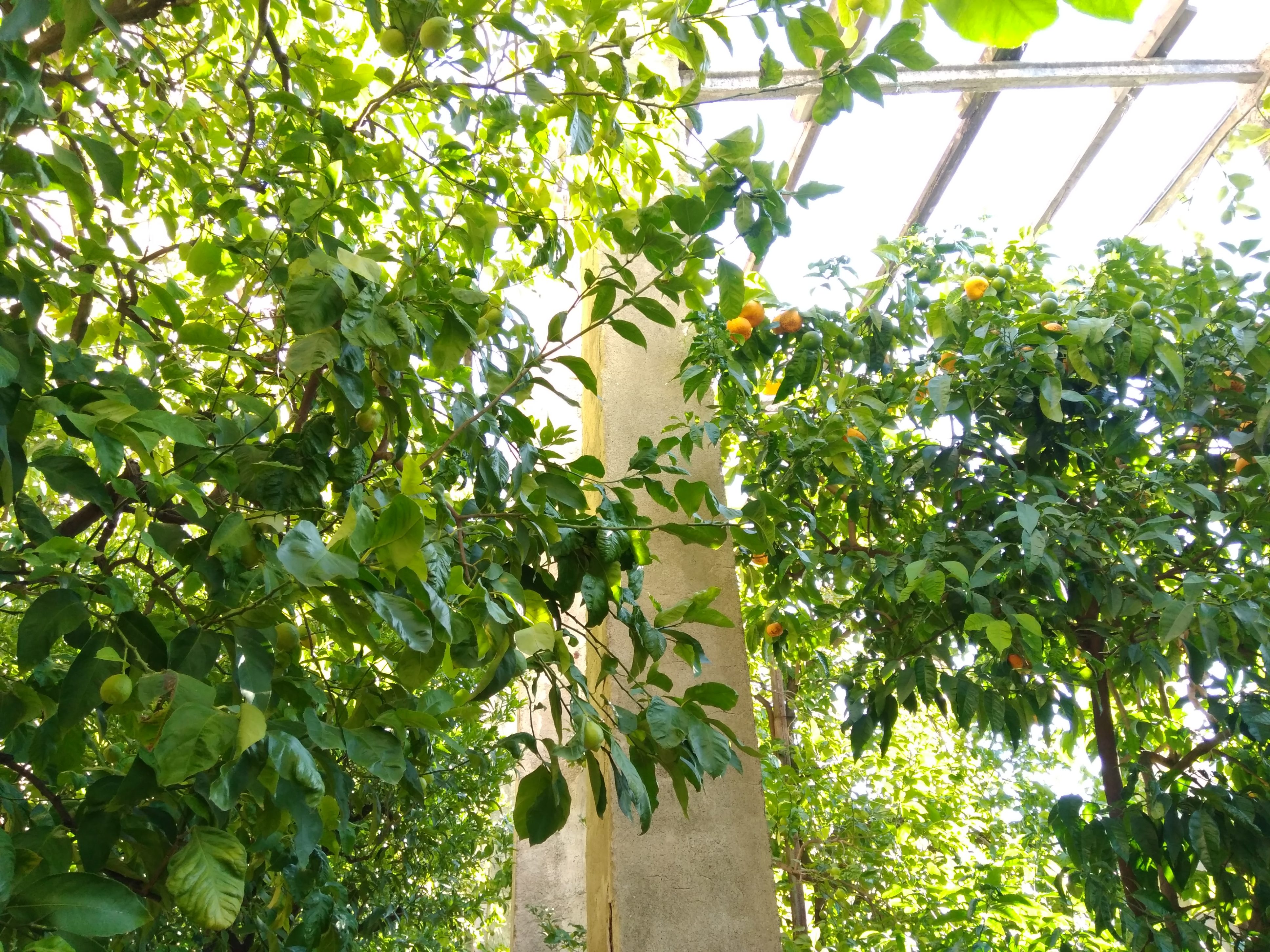 Limonaia a Torri del Benaco
