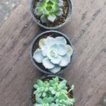 Varity of small cactus in plastic pot plant on wood table