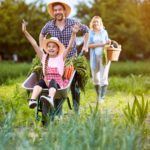 Returning from garden in wheelbarrow