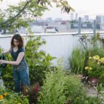 urban gardening: woman pours plants on roof garden
