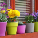 Spring flowers on the balcony