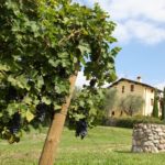 Tenuta Valleselle (14)