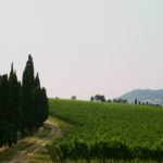 vineyards 1