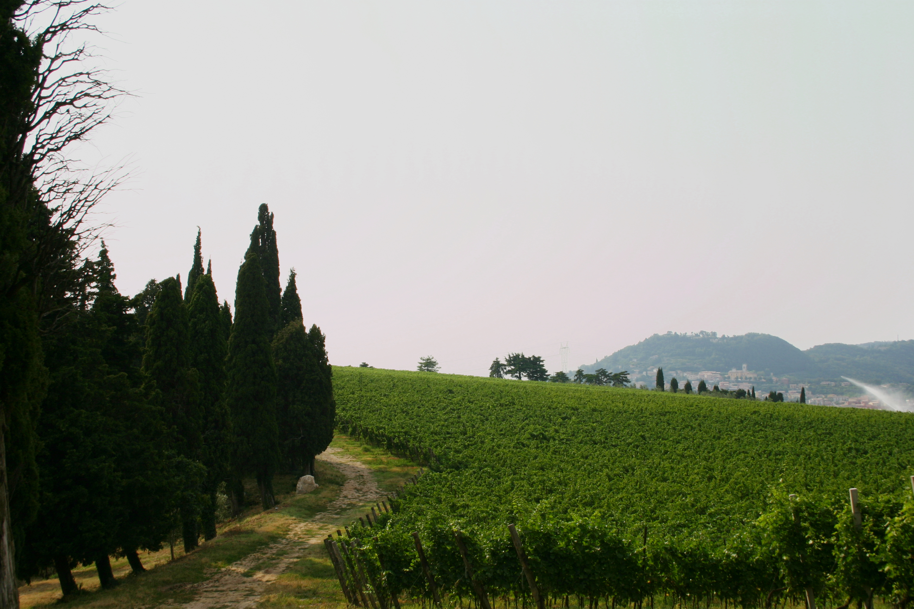 vineyards 1