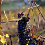 Le vigne del Calinverno