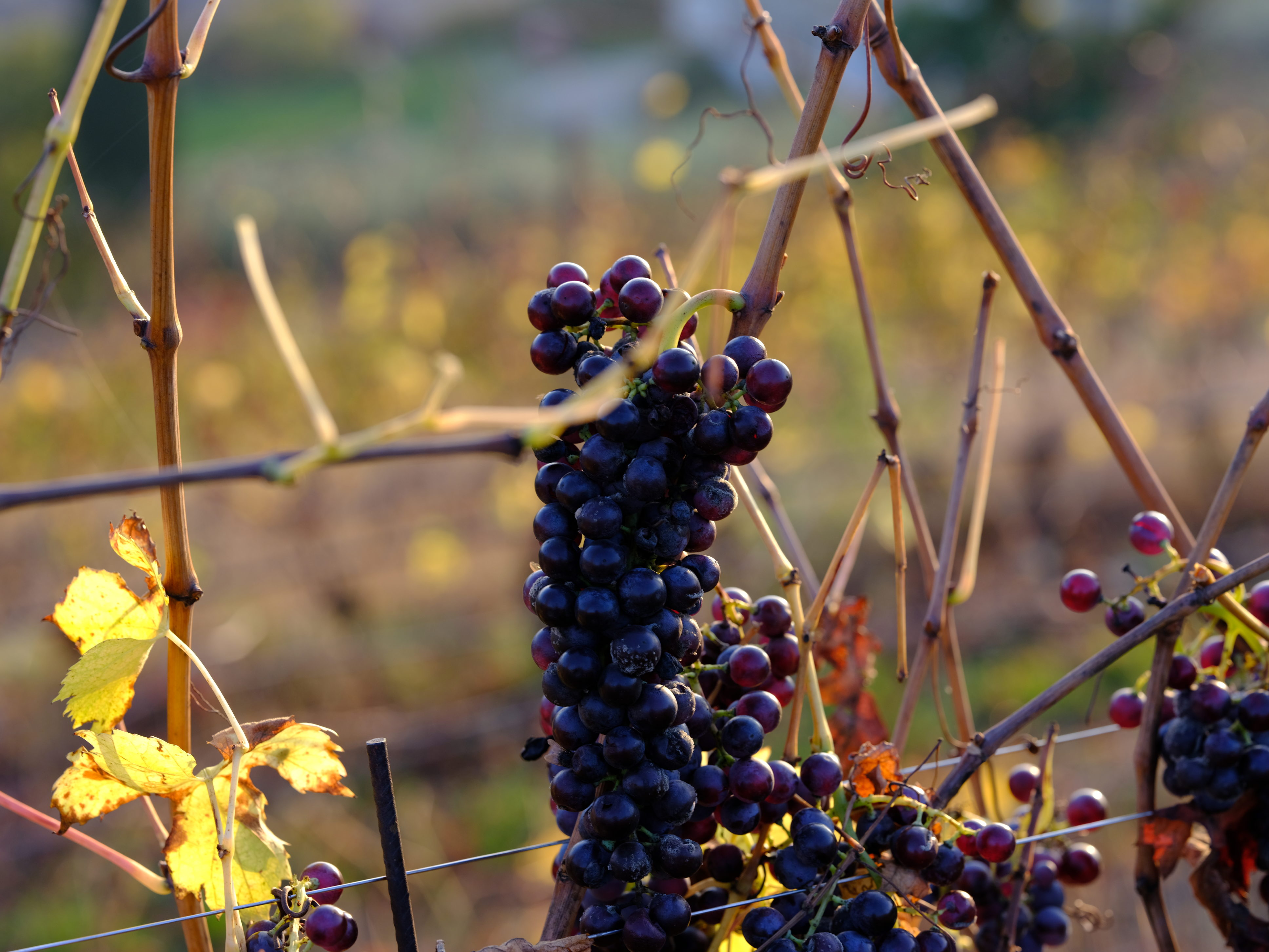 Le vigne del Calinverno
