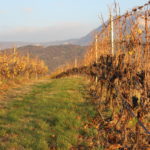 Le vigne del Calinverno