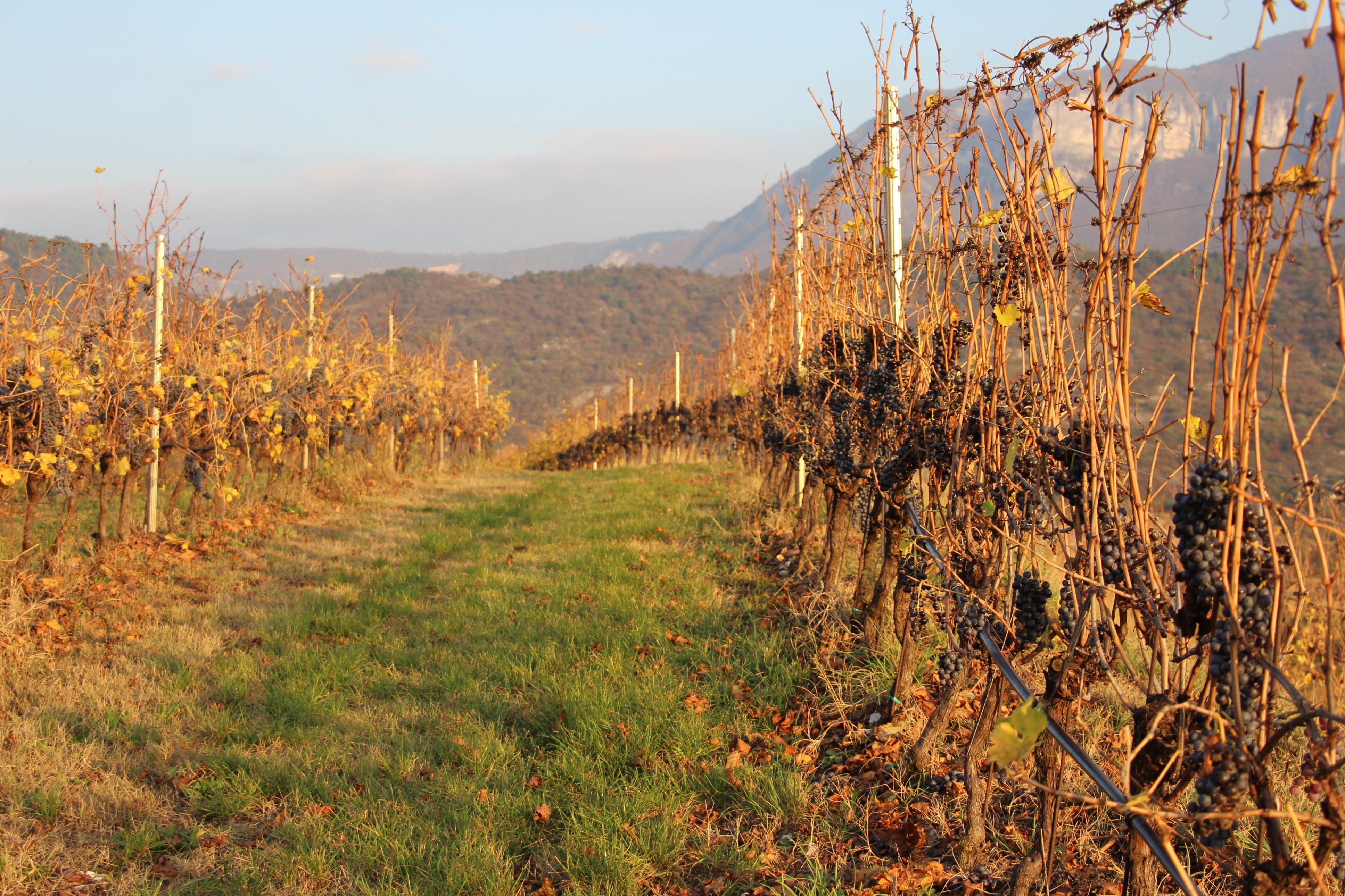 Le vigne del Calinverno
