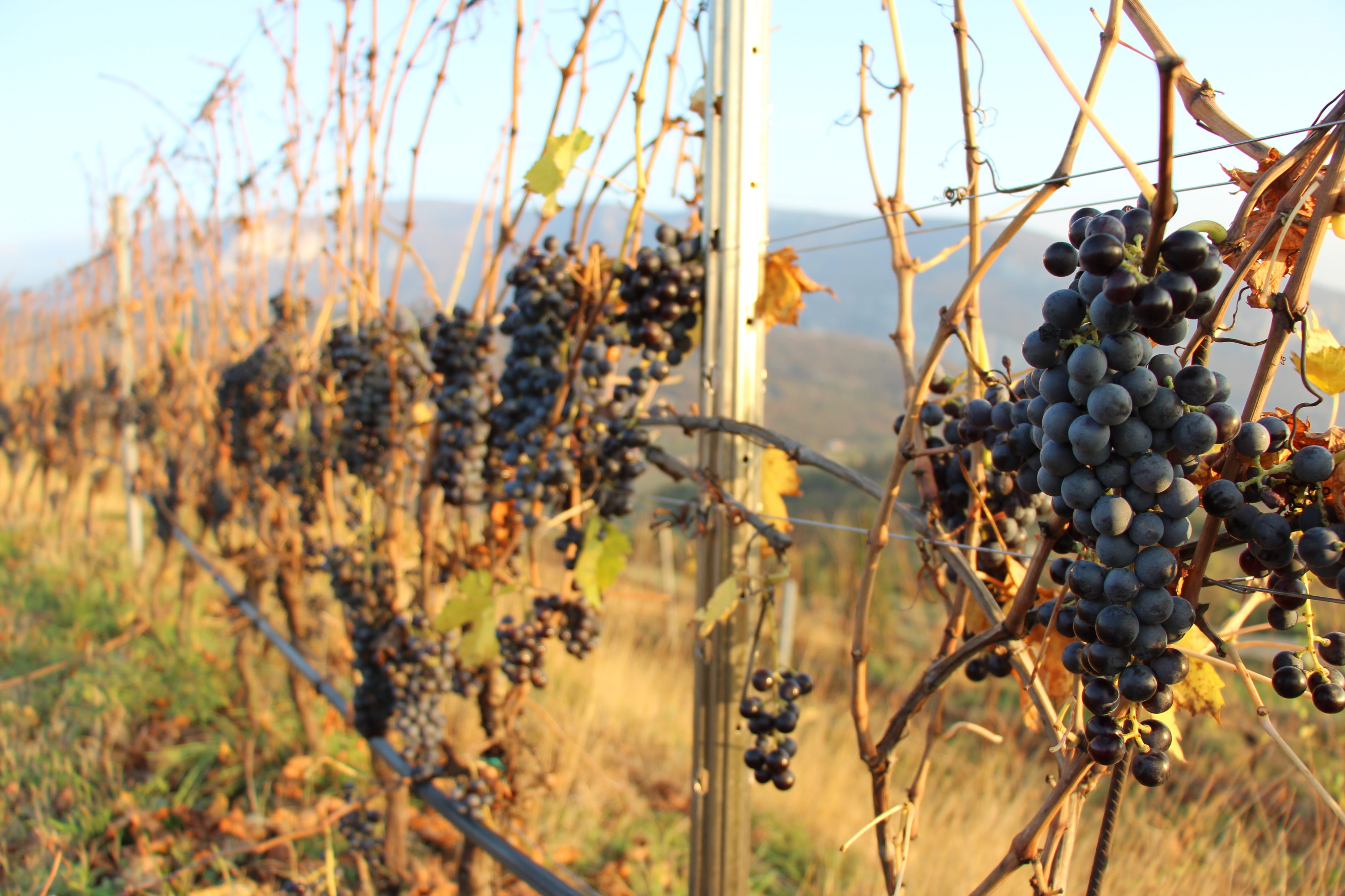 Le vigne del Calinverno