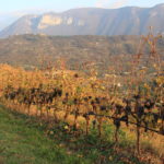 Le vigne del Calinverno