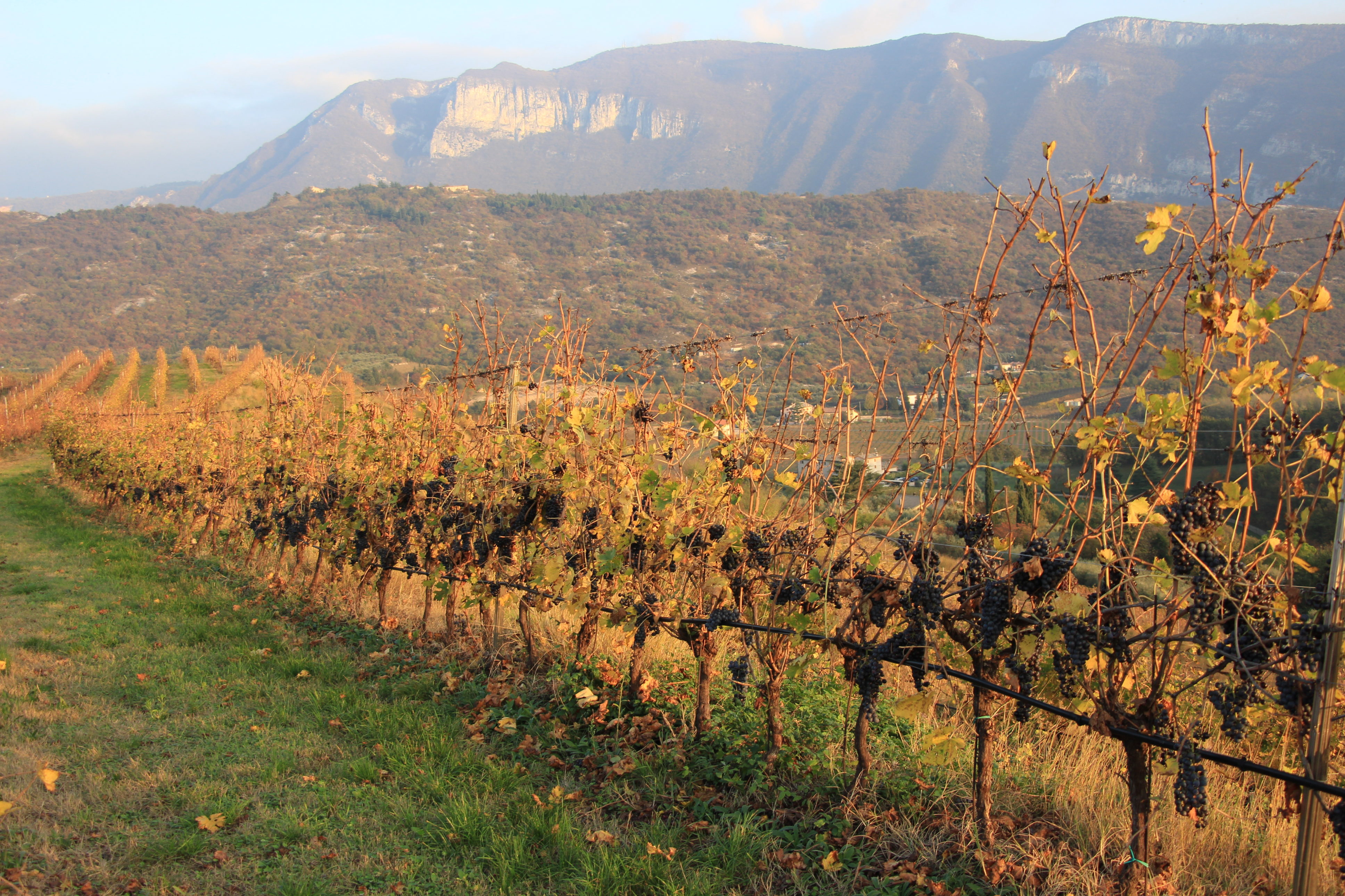 Le vigne del Calinverno