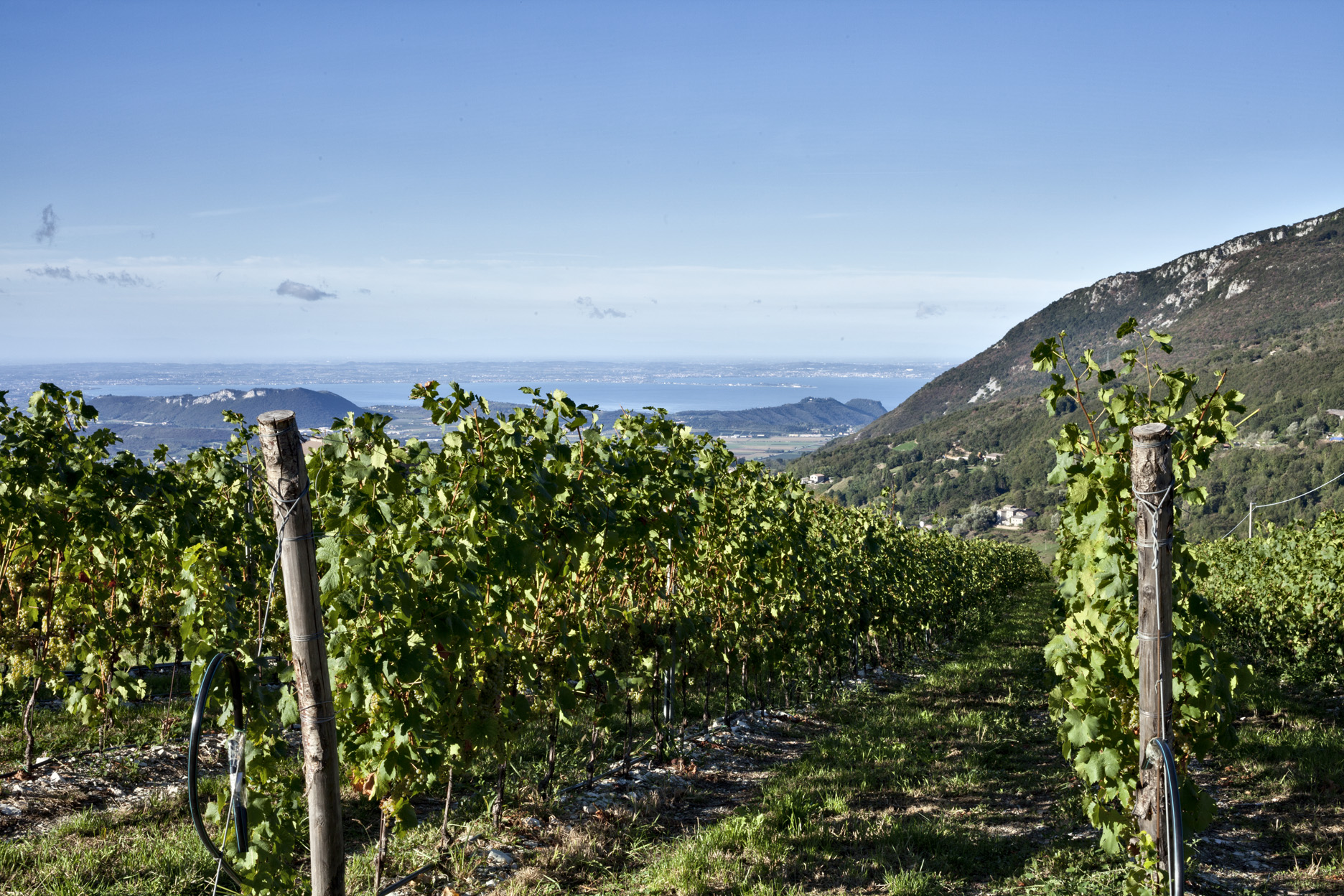 I vigneti a Spiazzi