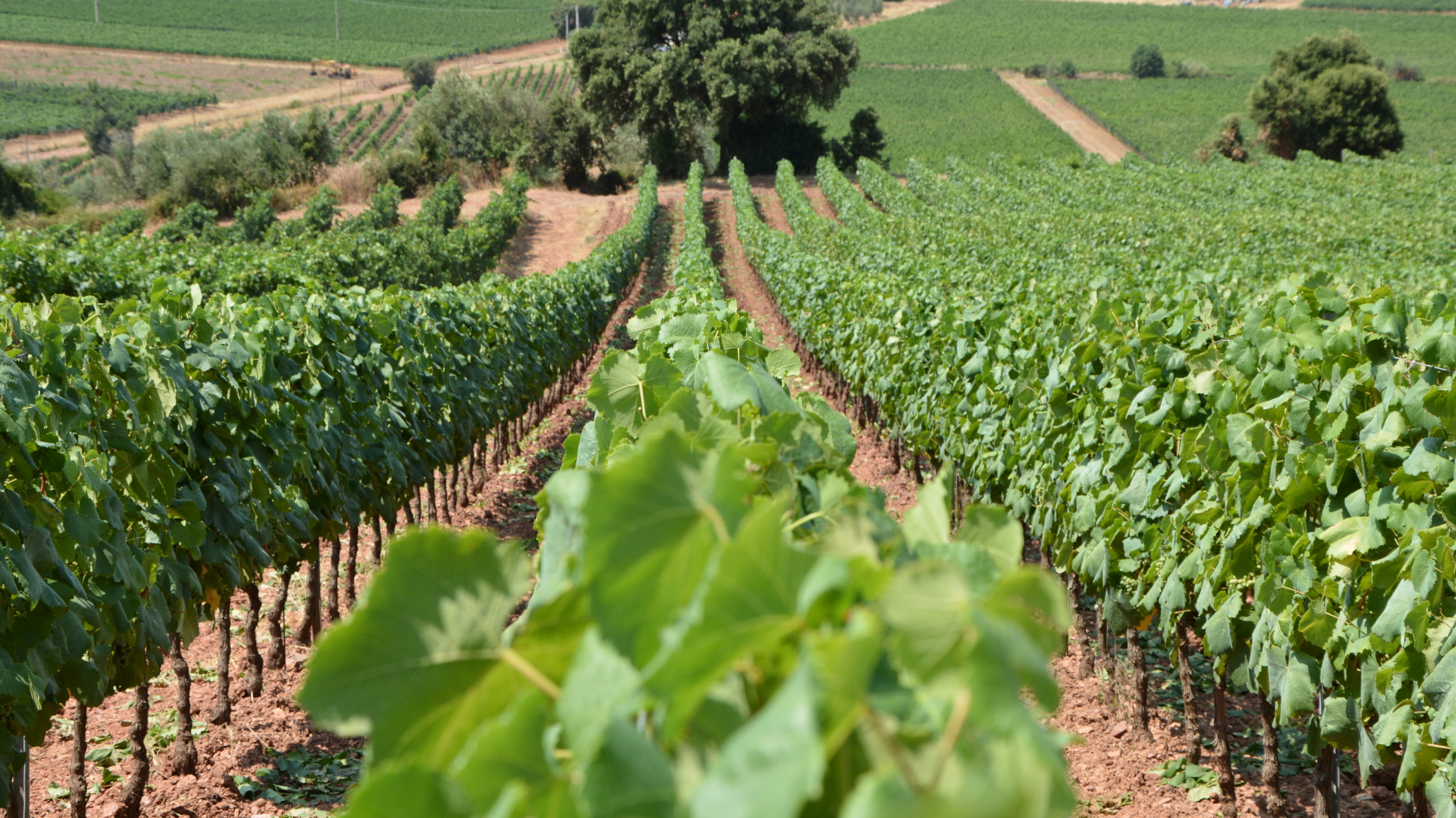 VIGNETI